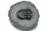 Thysanopeltis Trilobite - Boudib, Morocco #252399-1